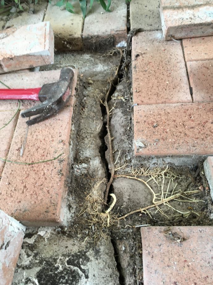 View topic - Cracked cement layer under brick paving • Home Renovation
